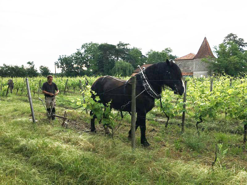 Le travail au cheval permet de décavaillonner ou de butter les vignes - Crédit photo : Château La Loge