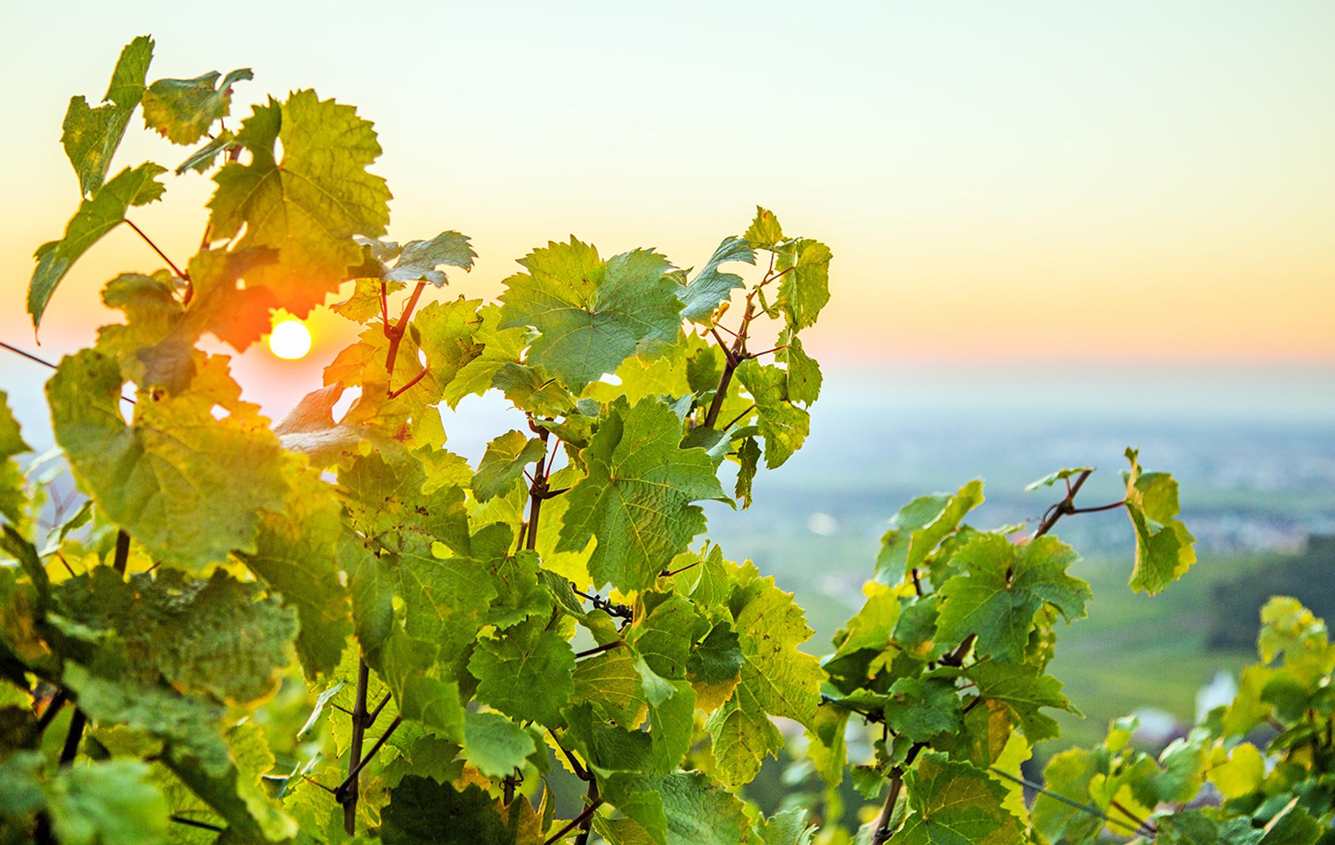 Le vignoble alsacien : la nature pour partenaire