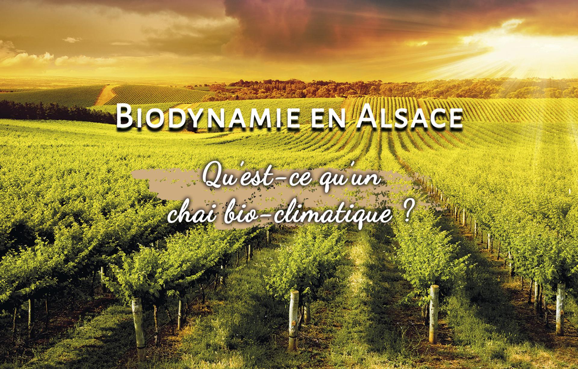 Biodynamie en Alsace, qu'est ce qu'un chai bio-climatique ?