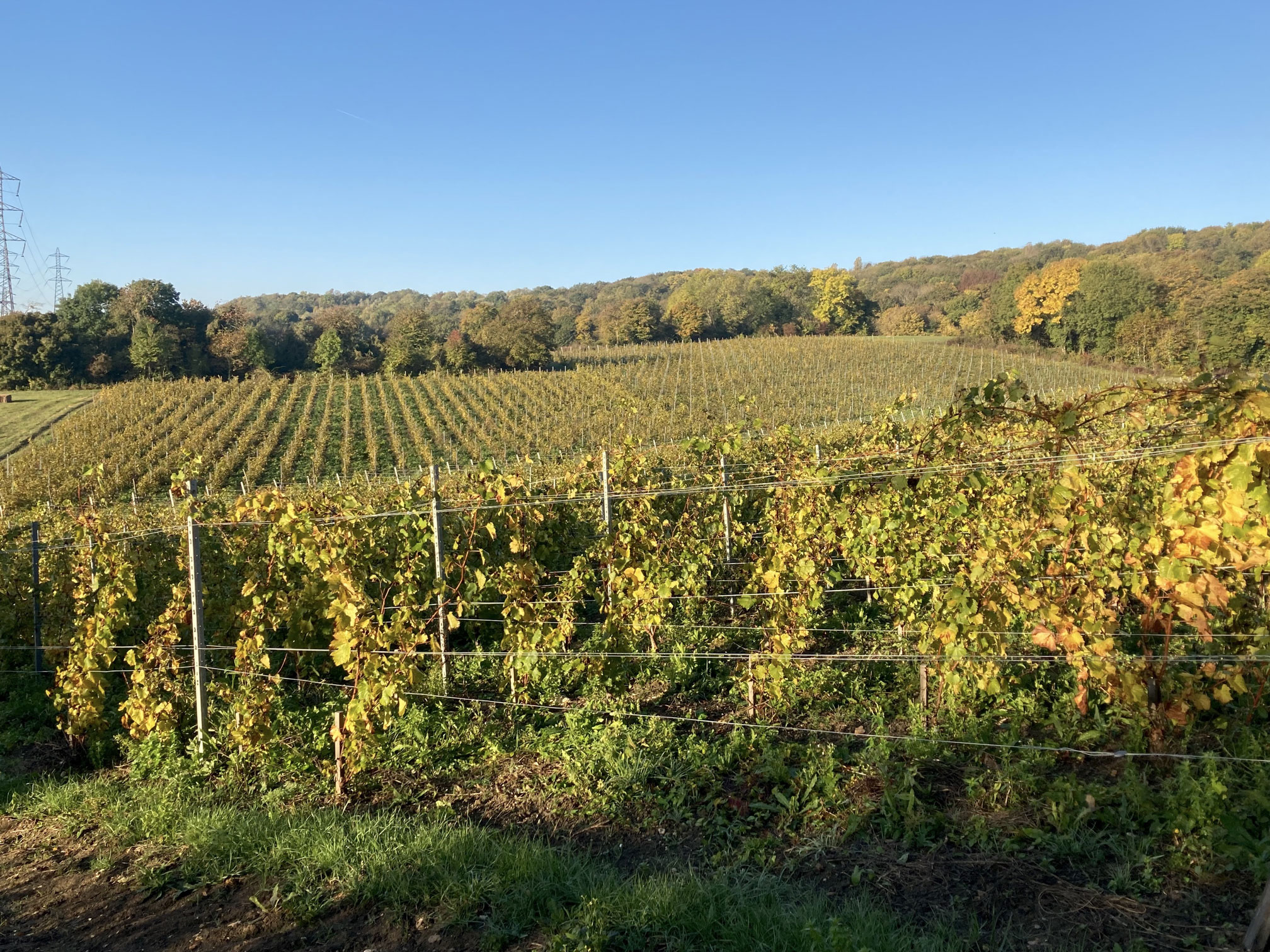 Les vignes du Domaine sur les coteaux chellois