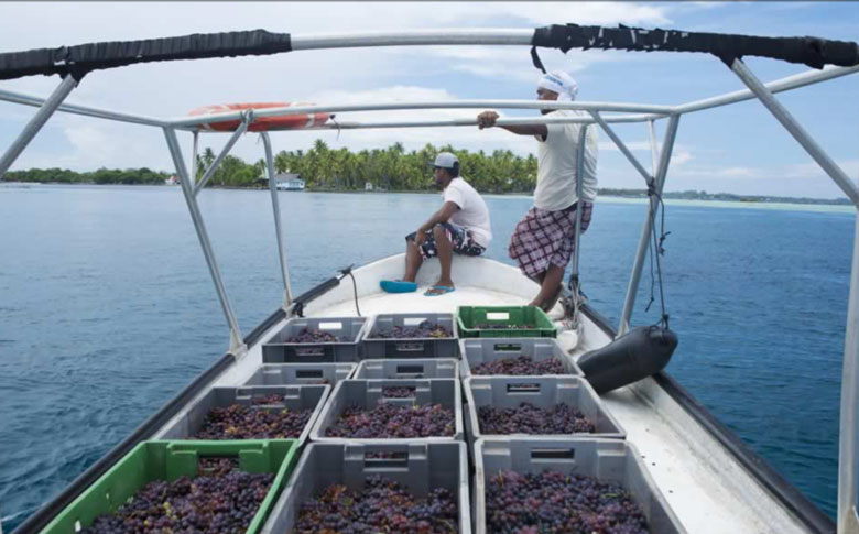 Le trajet en bateau du raisin de Tahiti