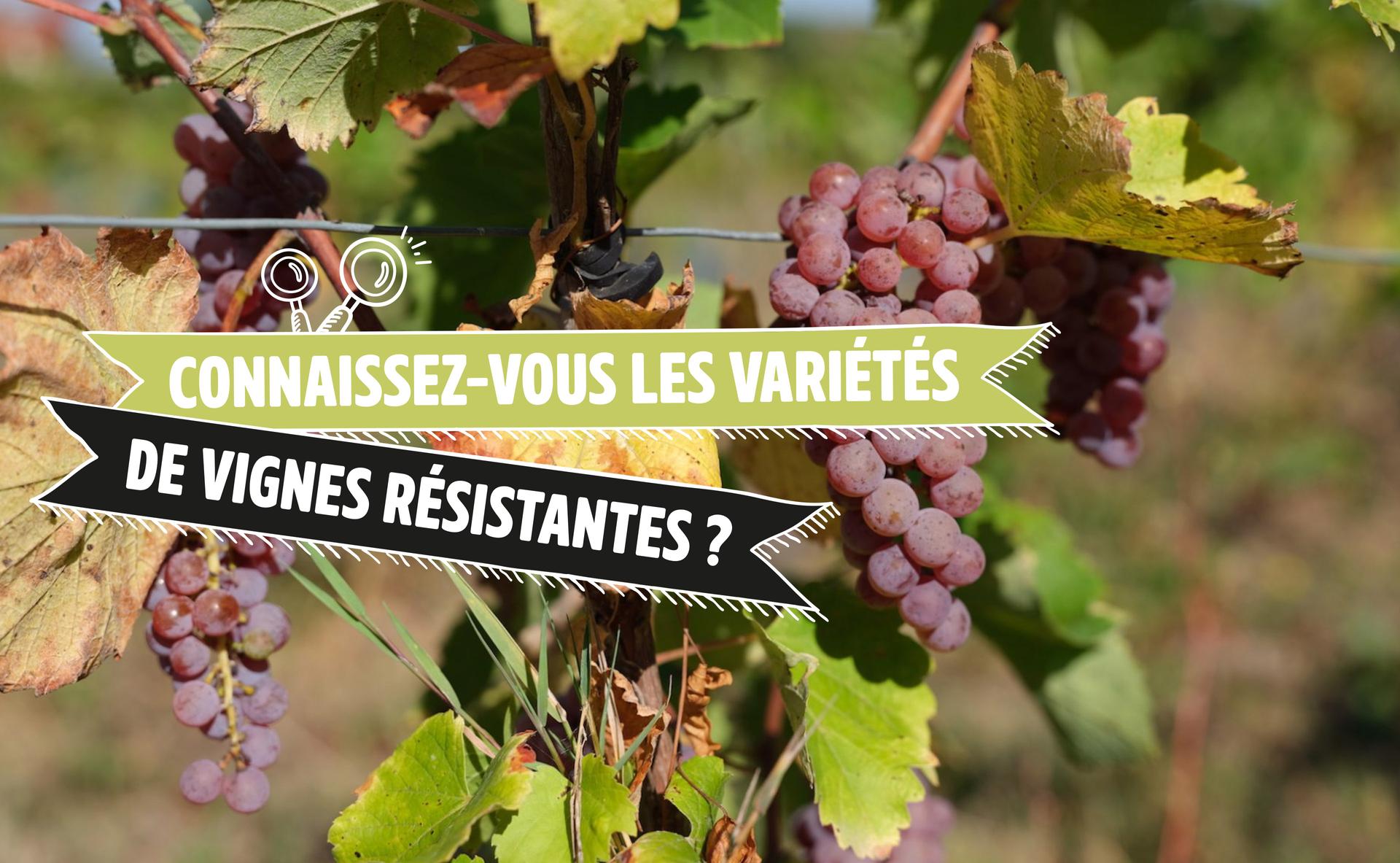 Connaissez-vous les variétés de vignes résistantes ?