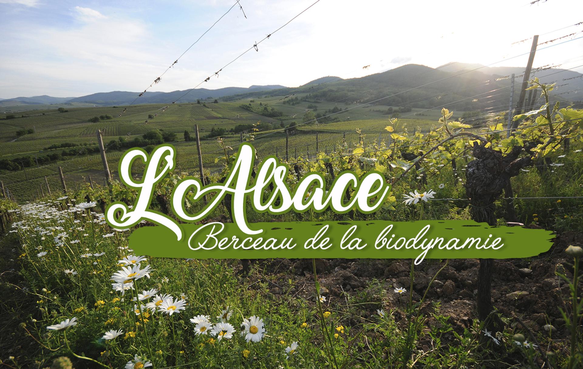L'Alsace, berceau de la biodynamie