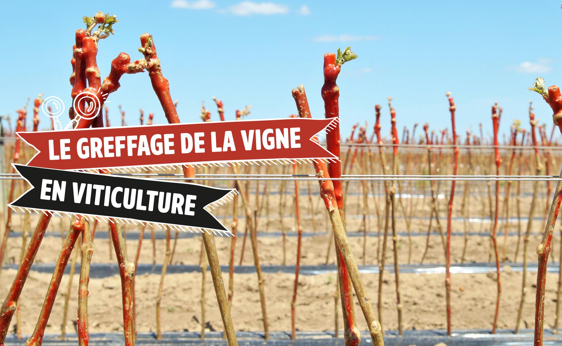 Le greffage de la vigne en viticulture