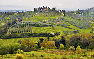 Vignobles de la Toscane - toutlevin.com - Le blog