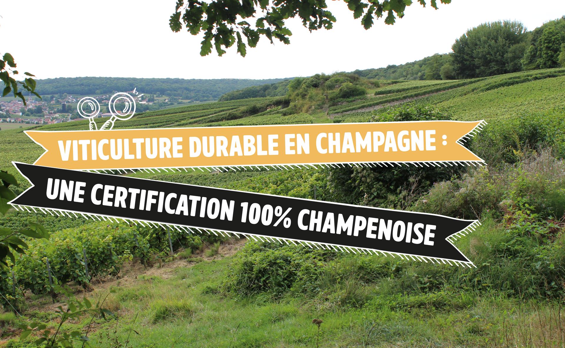 Viticulture durable en Champagne : une certification 100% champenoise