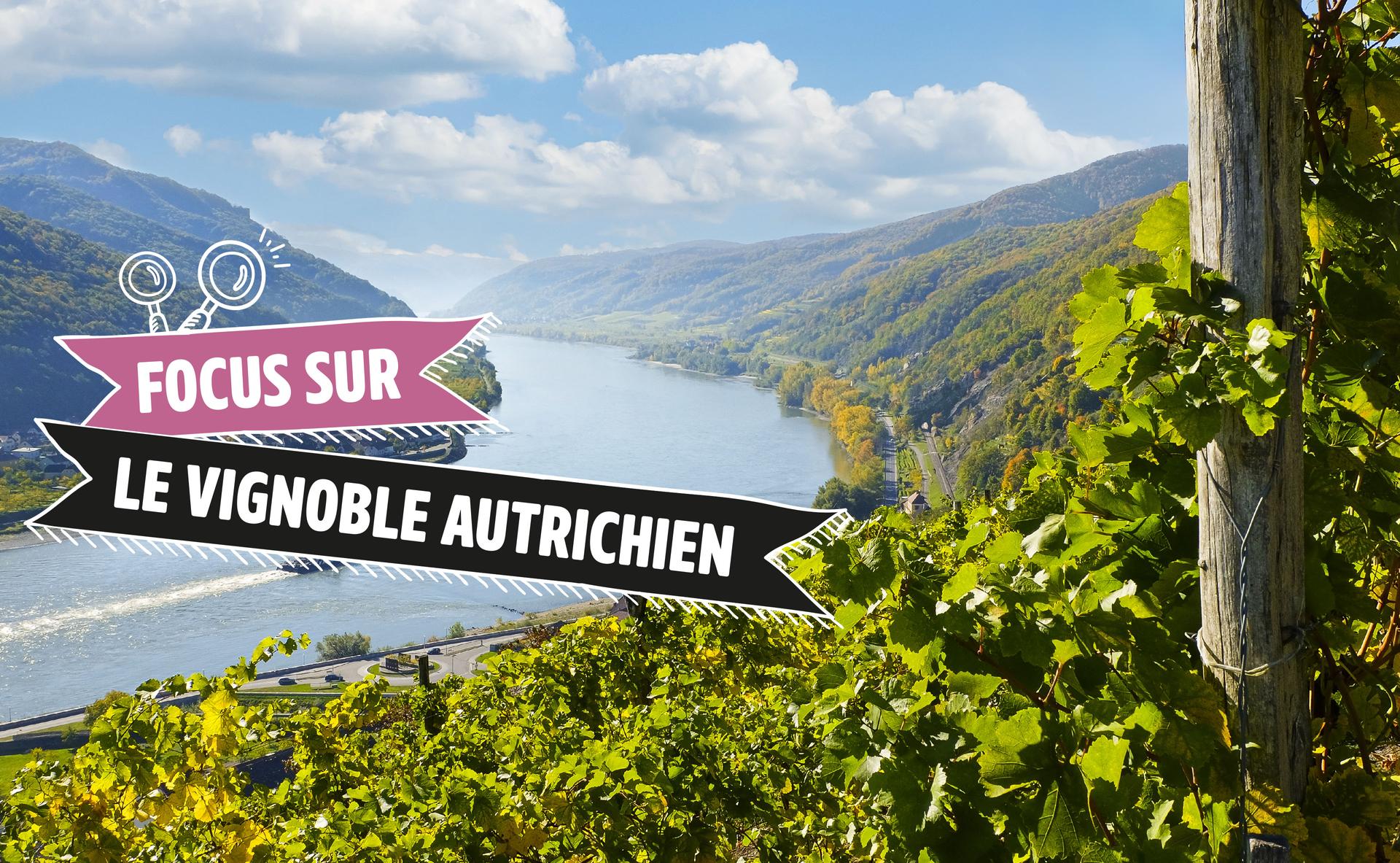 Focus sur le vignoble autrichien
