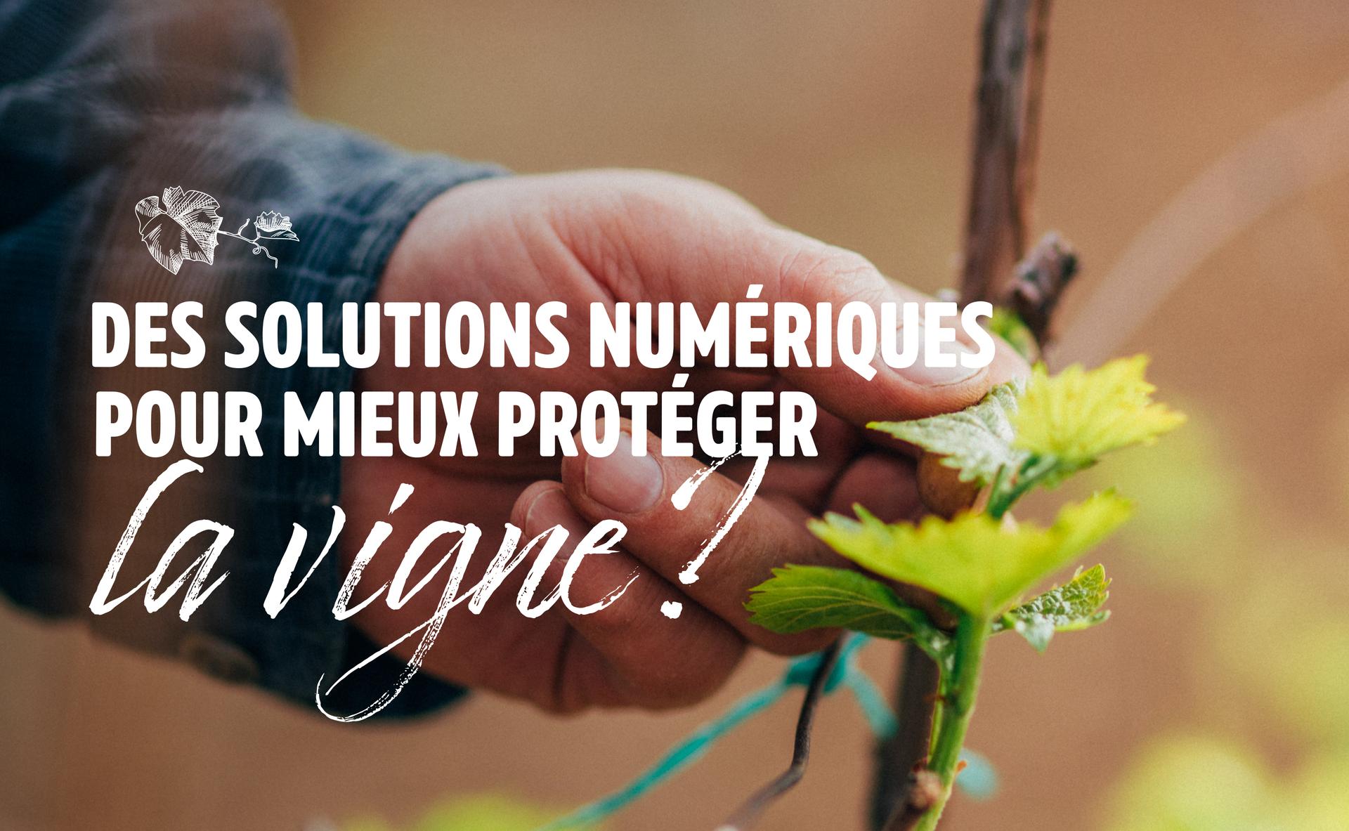 Des solutions numériques pour mieux protéger la vigne ?