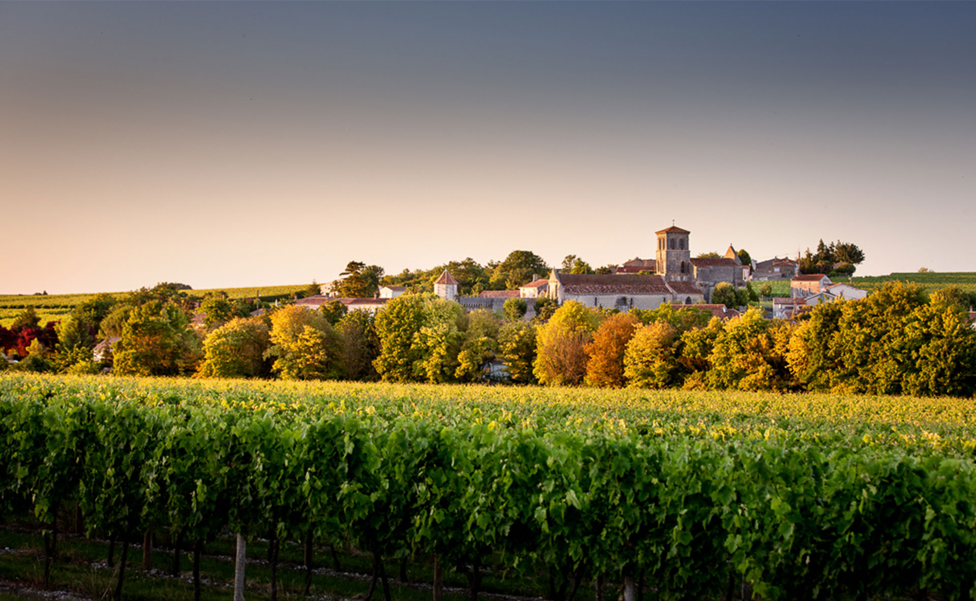 Paysages de vignoble cognaçais - Crédit photo : Jas Hennessy & Co, Alain Benoit