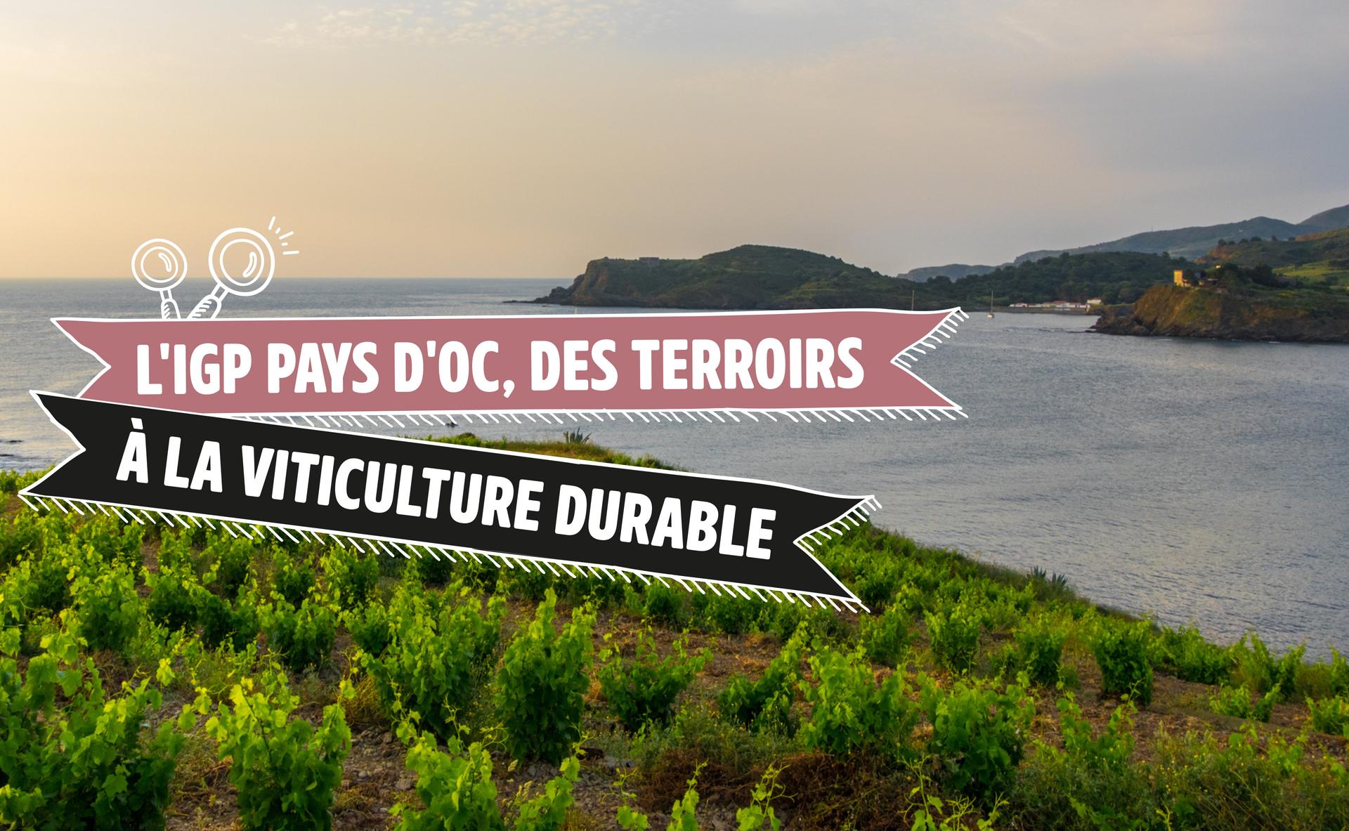 L'IGP Pays d'Oc, des terroirs à la viticulture durable