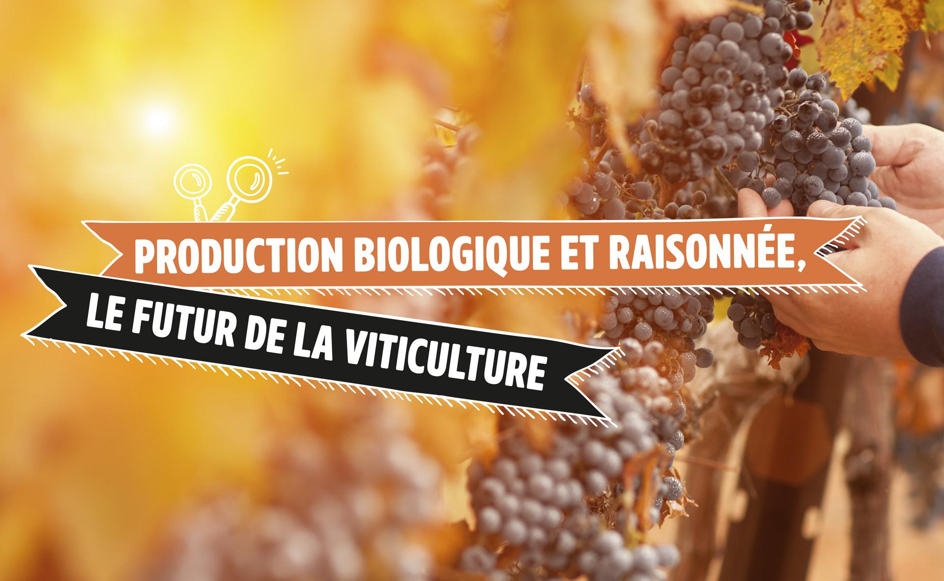 Production biologique et raisonnée, le futur de la viticulture