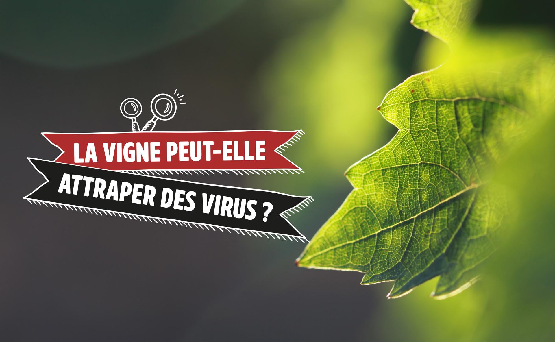 La vigne peut-elle attraper des virus ?