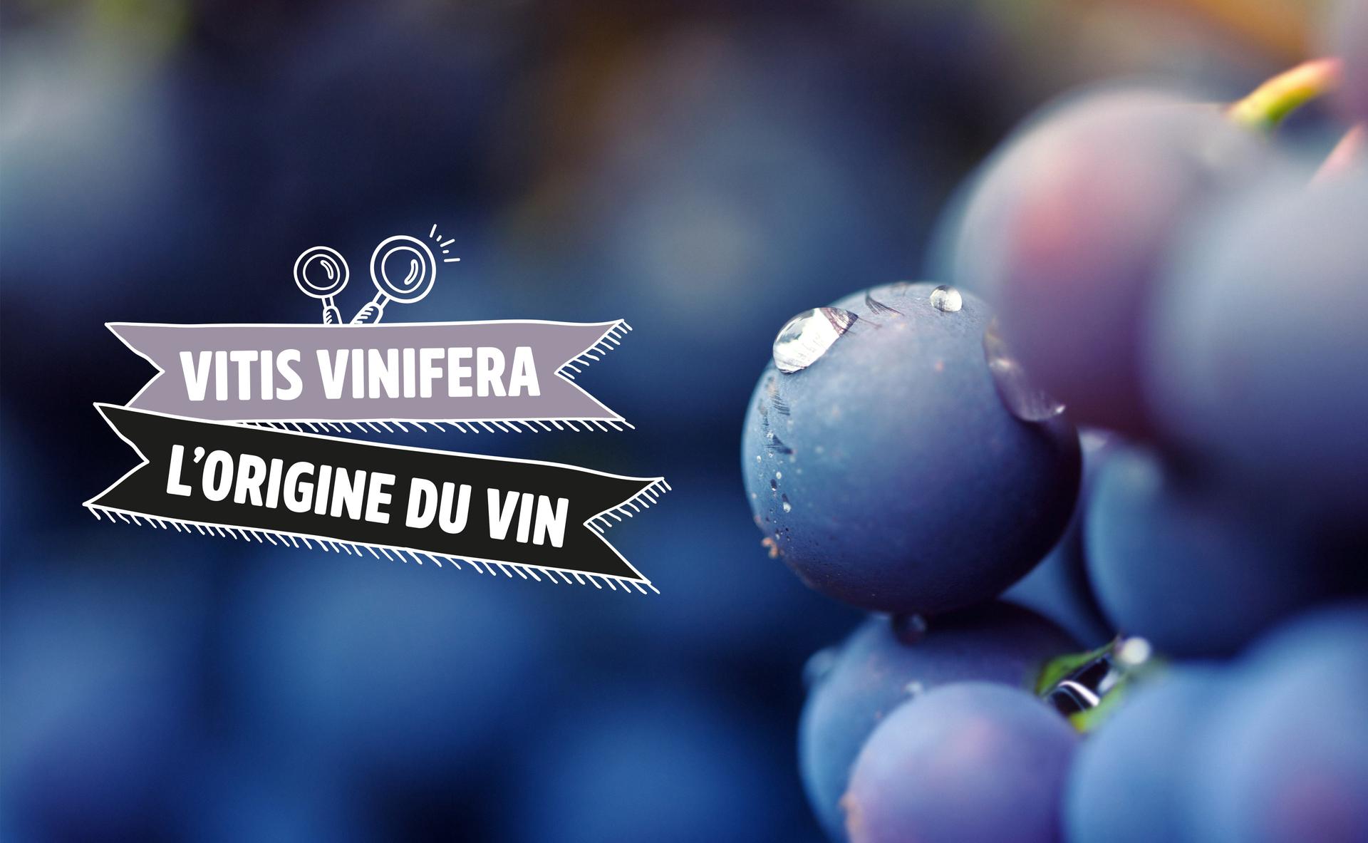 Vitis vinifera : l’origine du vin