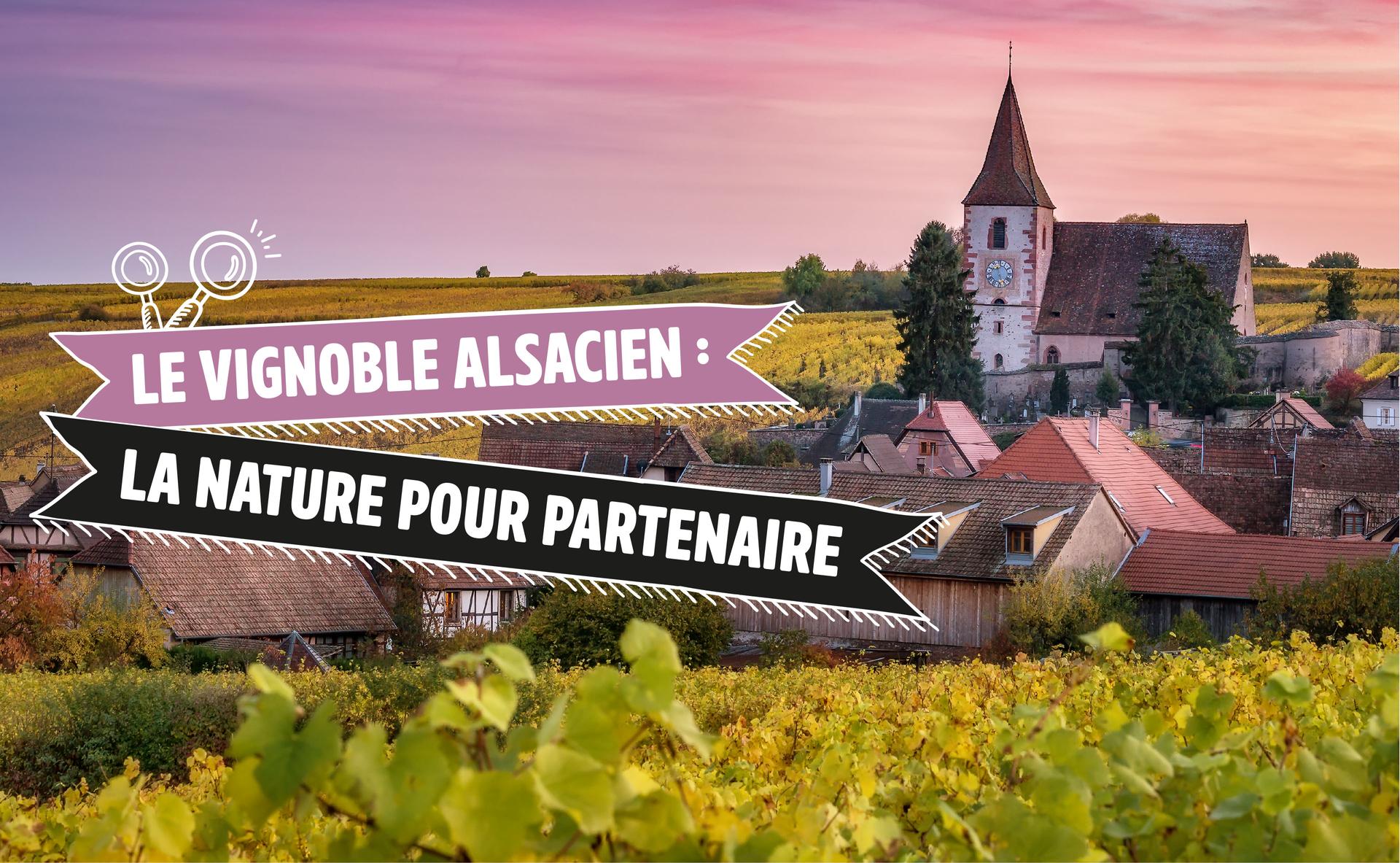 Le vignoble alsacien : la nature pour partenaire
