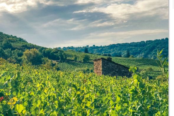 Cabanon dans les vignes <sup>©</sup>M. Hennessy - Tourisme Aveyron