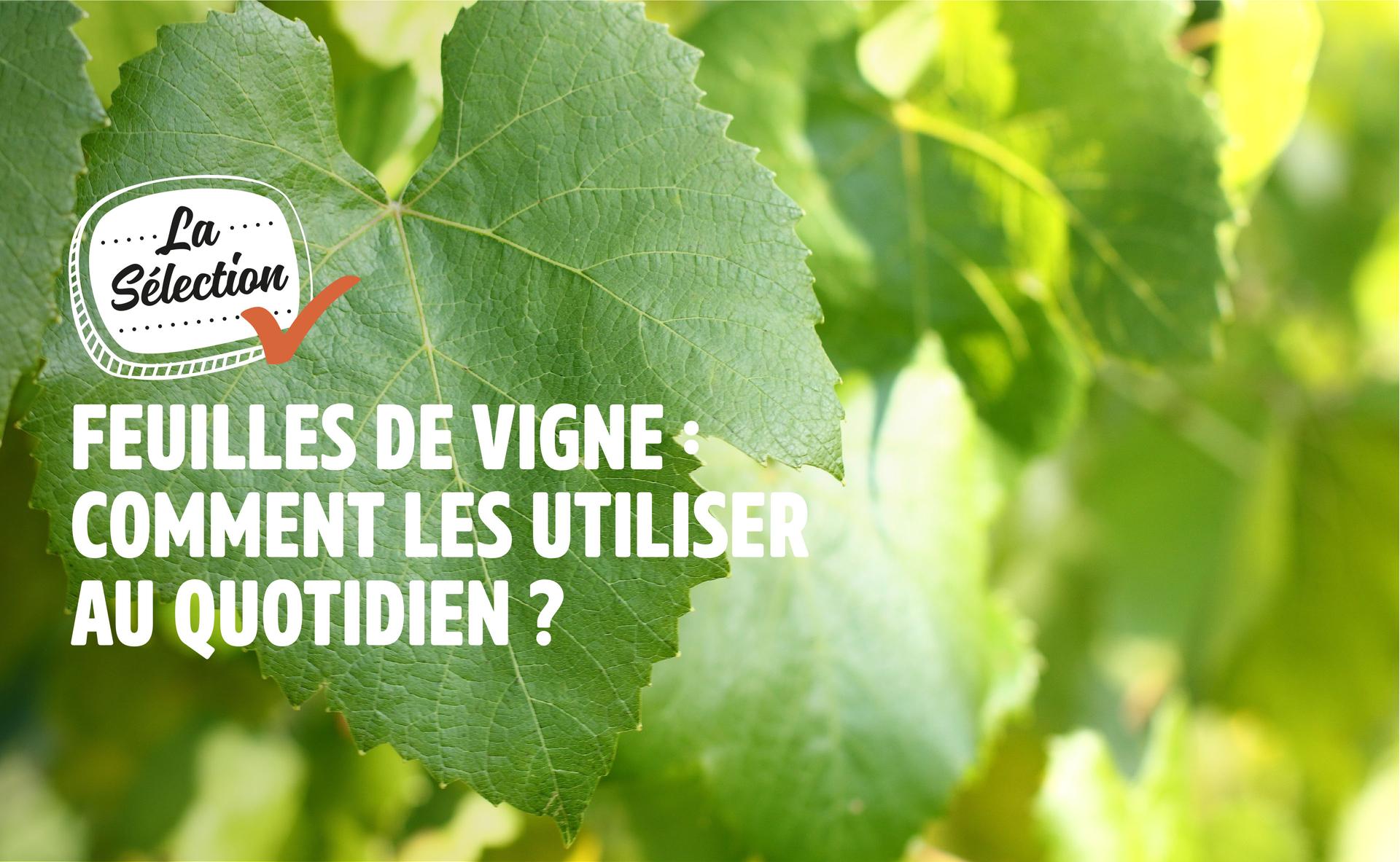 Feuilles de vigne : comment les utiliser au quotidien ?