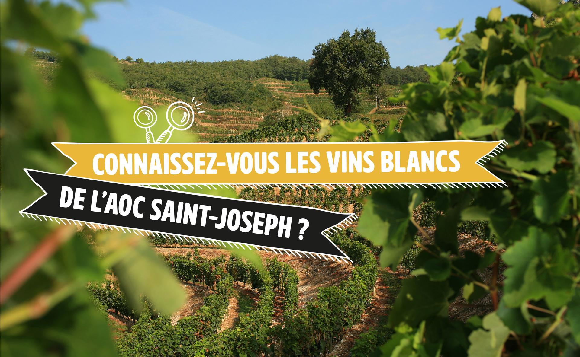 Connaissez-vous les vins blancs de l’AOC Saint-Joseph ?