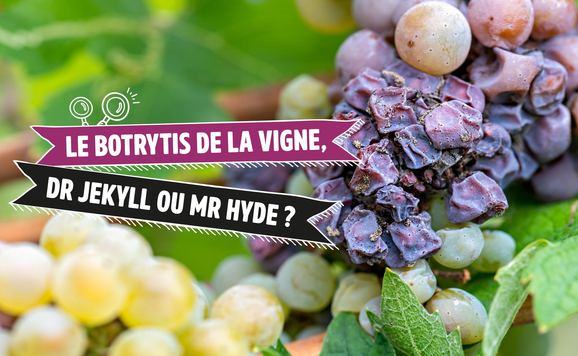 Le Botrytis de la vigne, Dr Jekyll ou Mr Hyde ?