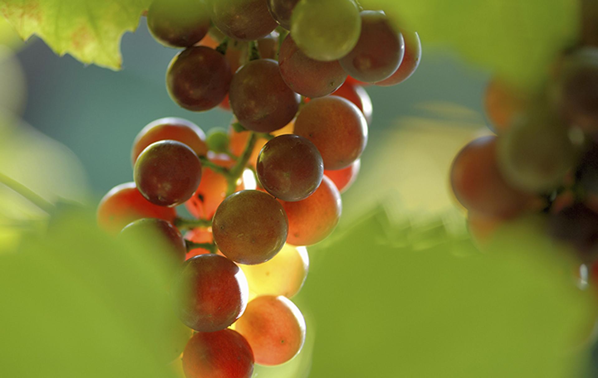 Traces de pesticides dans le vin : faut-il s'inquiéter ?