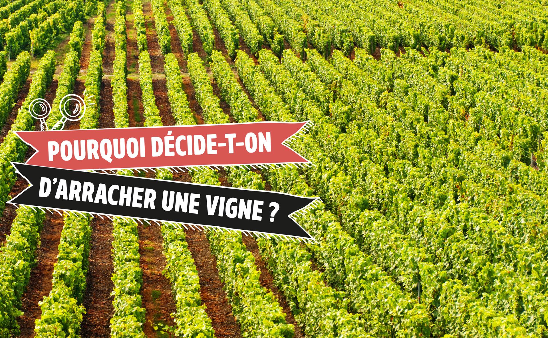 Pourquoi décide-t-on d’arracher une vigne ?
