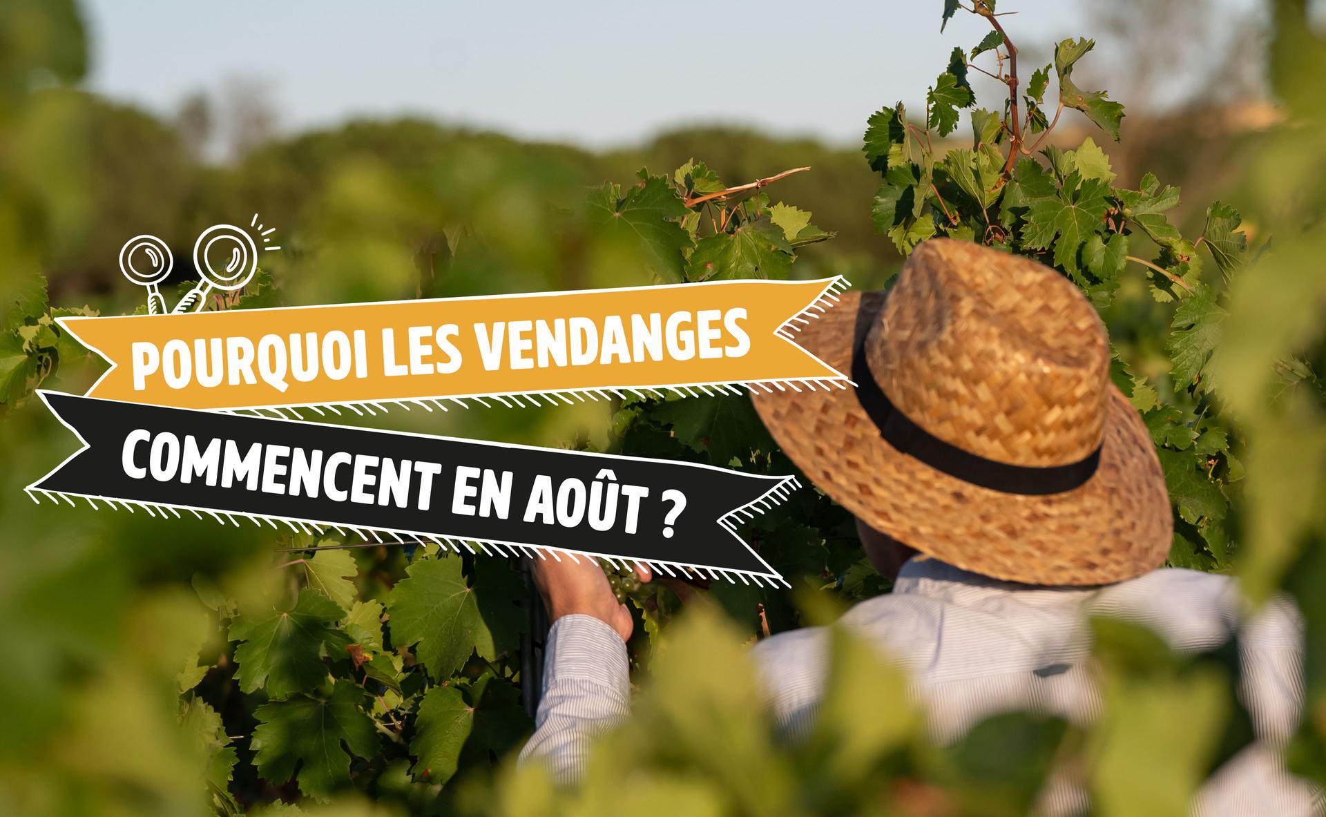 2011 : Pourquoi les vendanges commencent en août ?