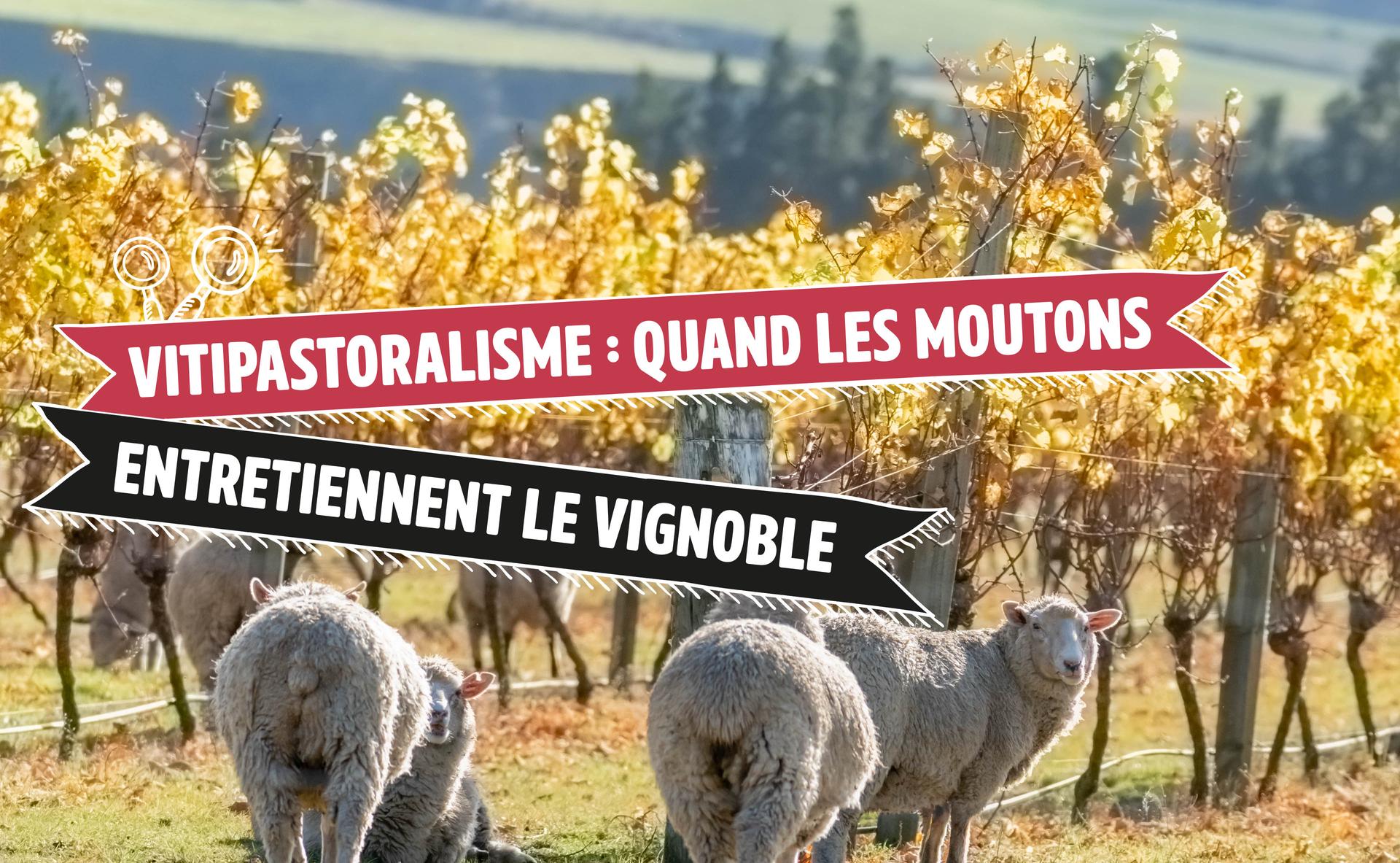 Vitipastoralisme : quand les moutons entretiennent le vignoble 