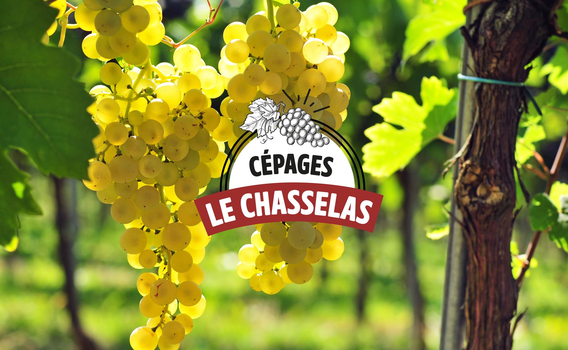 Focus cépage : le Chasselas, raisin de table noble et vin d’avenir