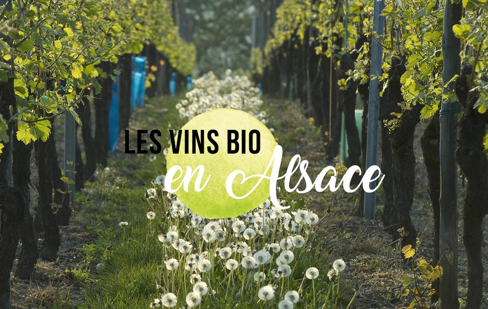 Les vins bios en Alsace