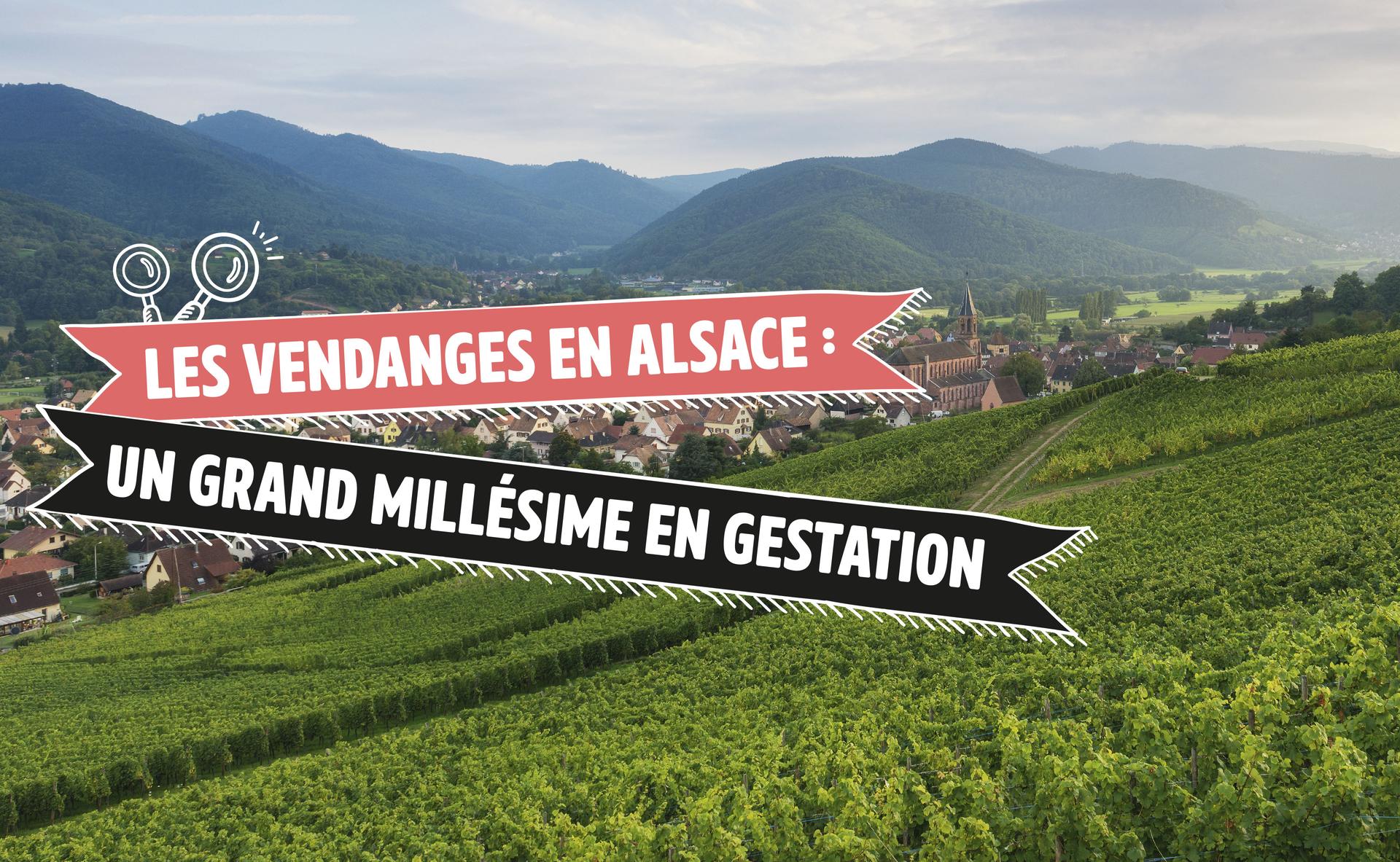 Les vendanges en Alsace : un grand millésime en gestation