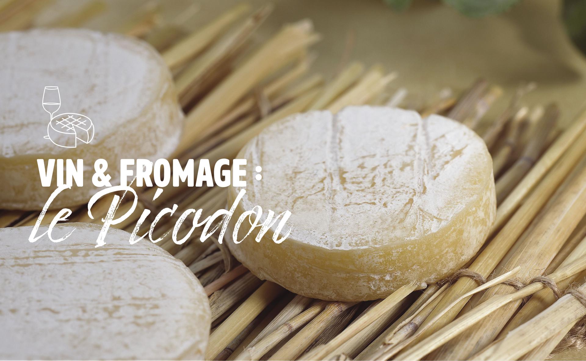 Vin et fromage : le Picodon