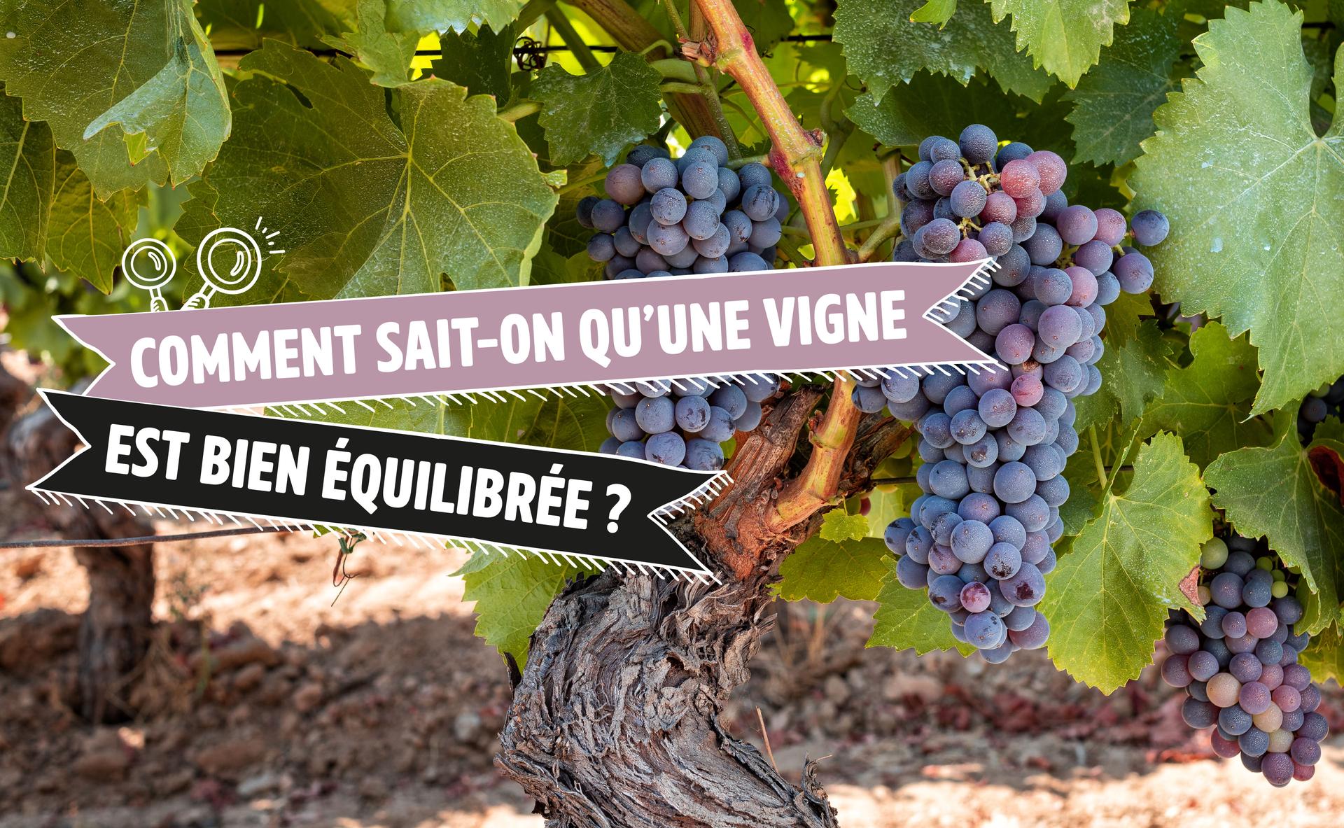 Comment sait-on qu’une vigne est bien équilibrée ?