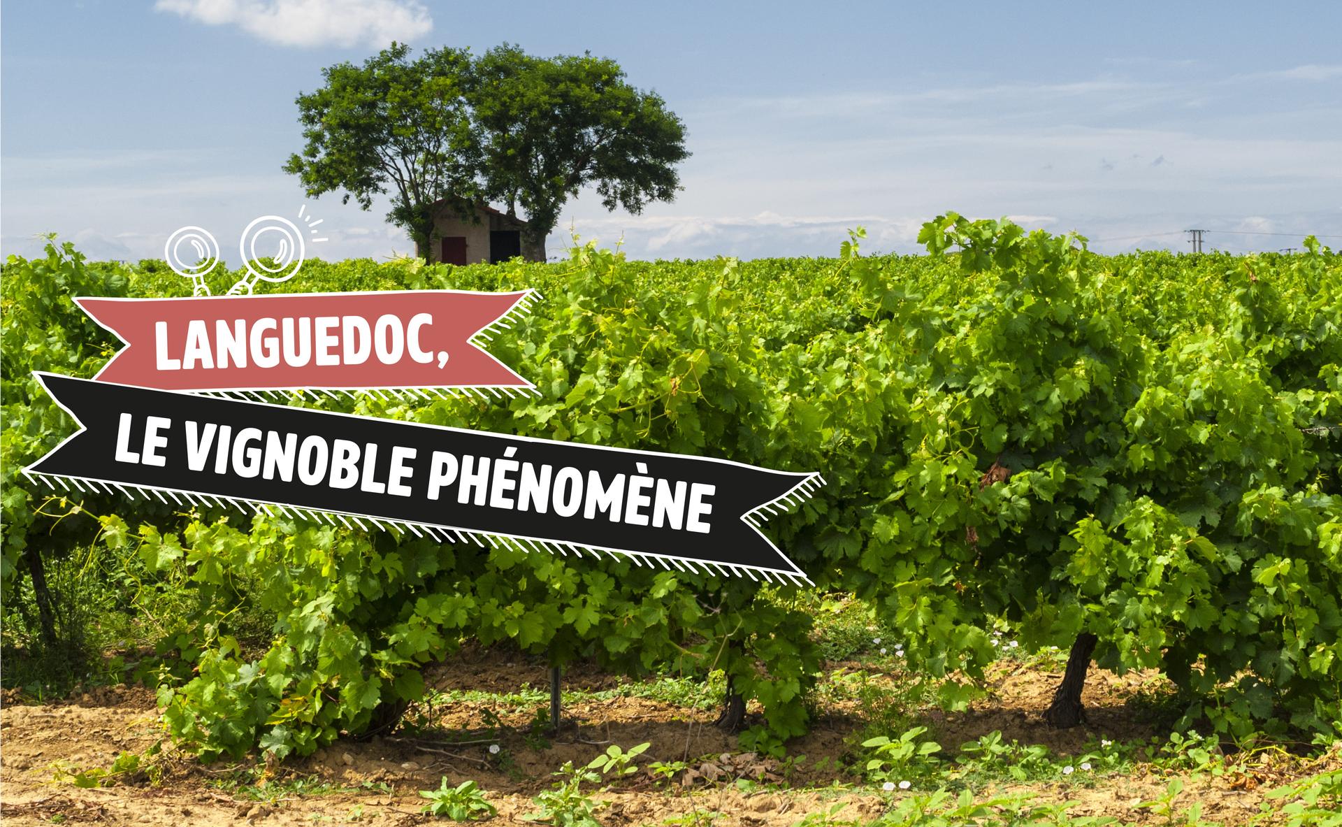 Languedoc, le vignoble phénomène