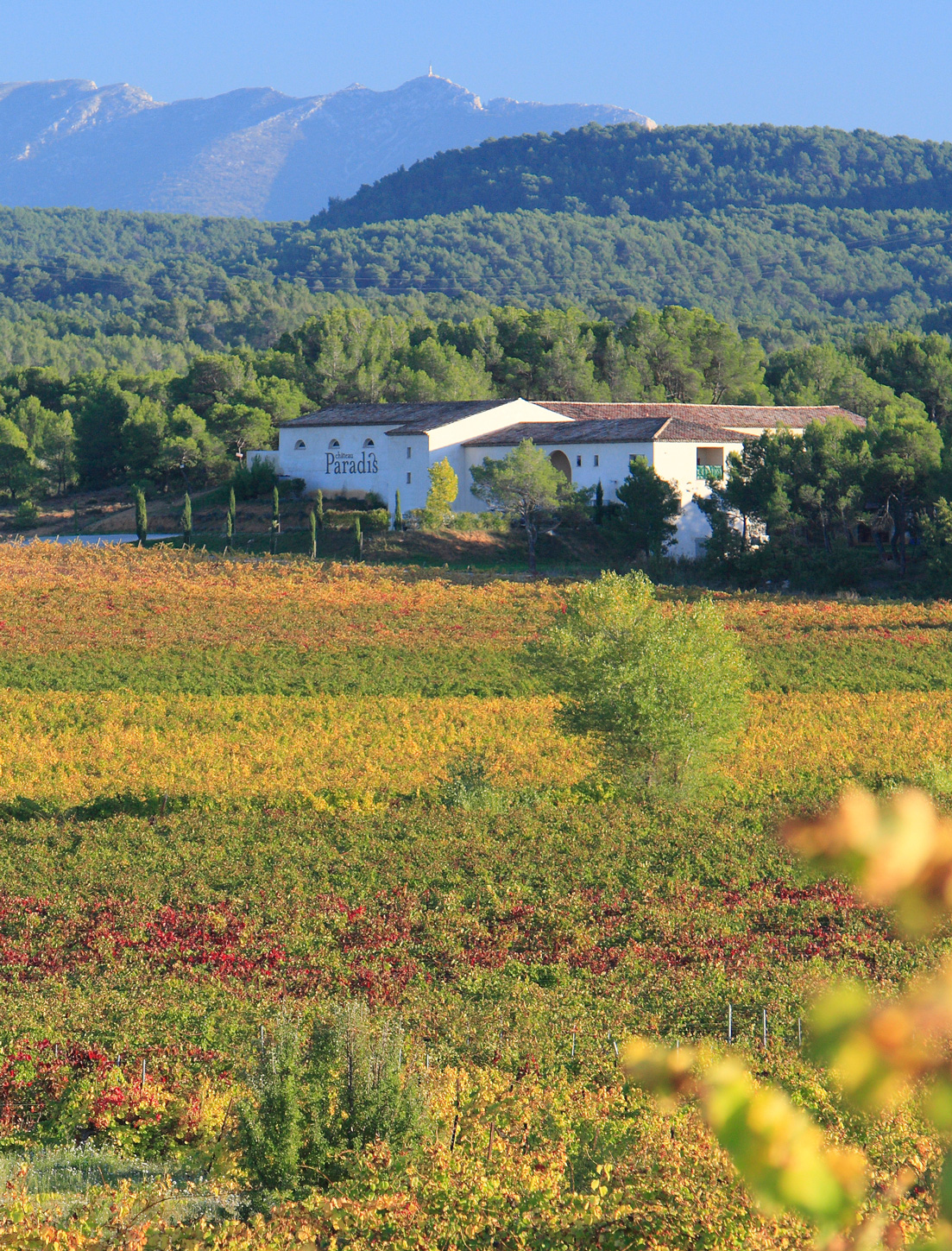 Légende : le vignoble du Château Paradis est posé dans un écrin de nature au nord de l’AOP Coteaux d’Aix-en-Provence - Crédit : Château Paradis