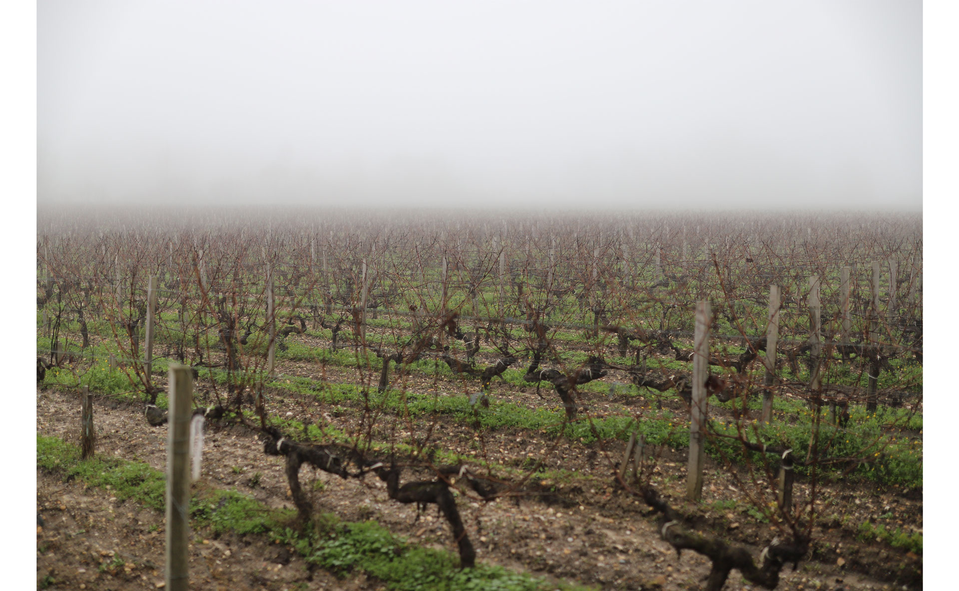 L’inter rang a été désherbé, mais il faut une machine spécifique pour désherber sous les vignes : l’intercep - Crédit photo : Dalkia Loves Wine