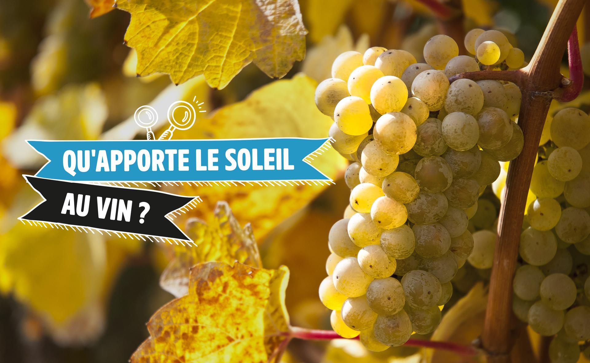 Qu apporte Le Soleil Au Vin Par Toutlevin Qu apporte Le Soleil Au Vin Par Toutlevin