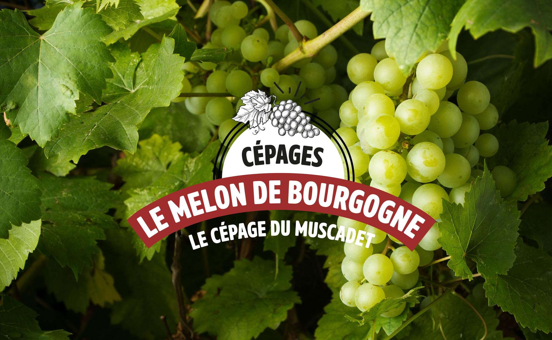 Melon de Bourgogne : le cépage du Muscadet