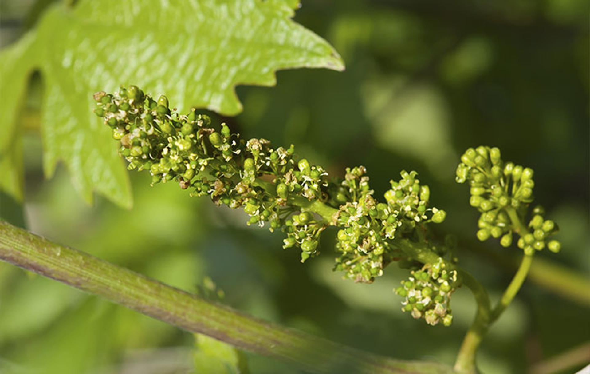Légers, frais, fruités… Quels vins pour le printemps ?