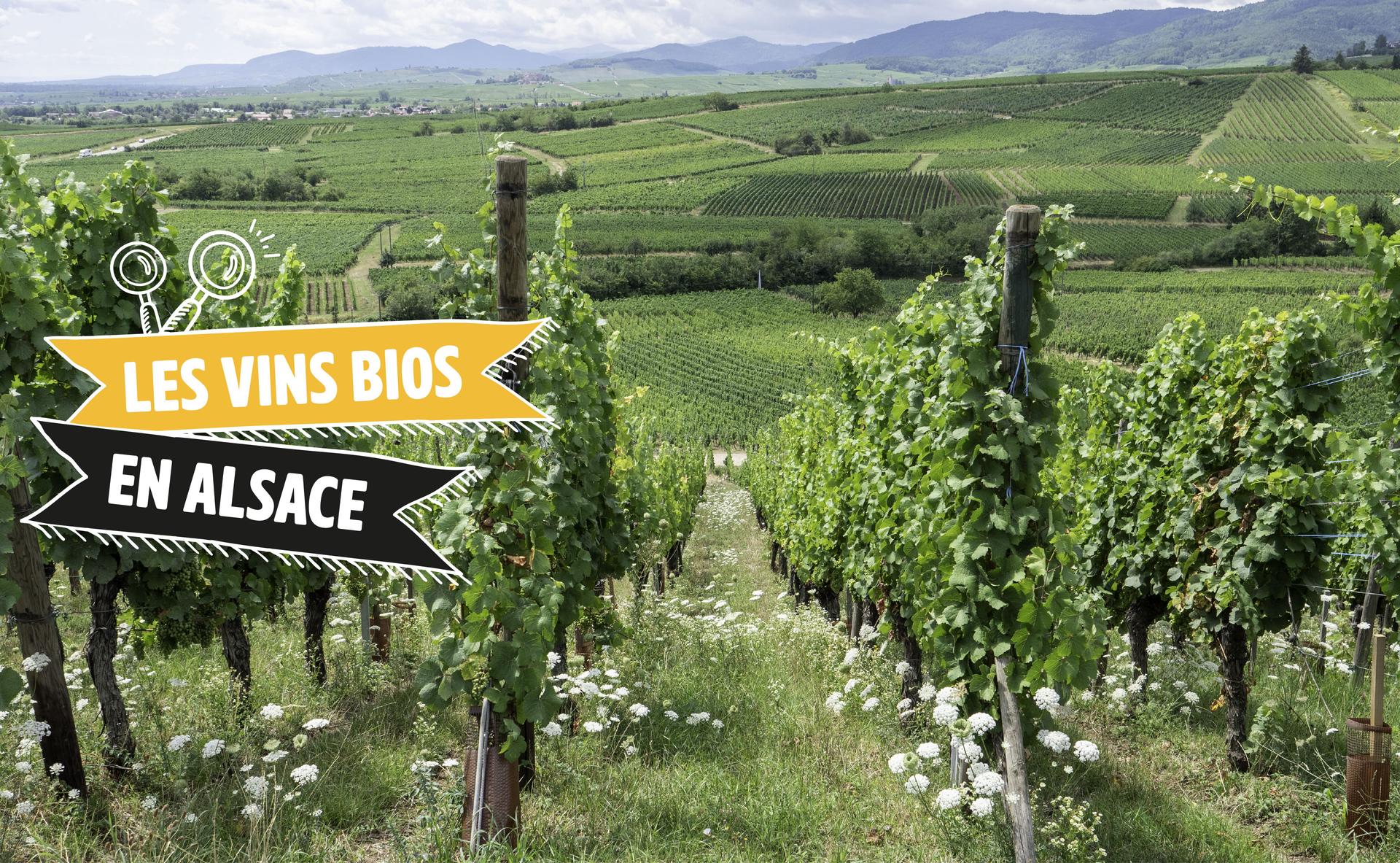 Les vins bios en Alsace