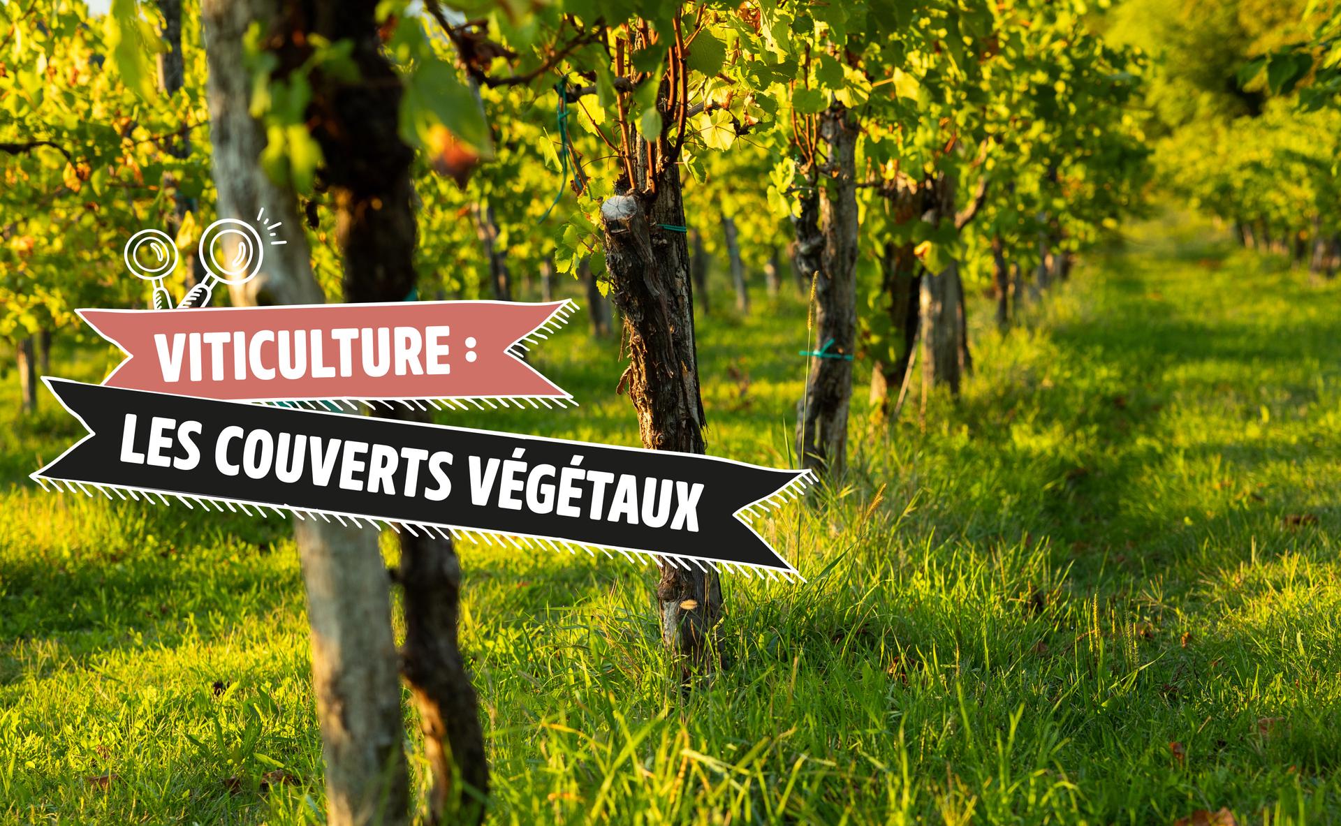 Viticulture : zoom sur les couverts végétaux