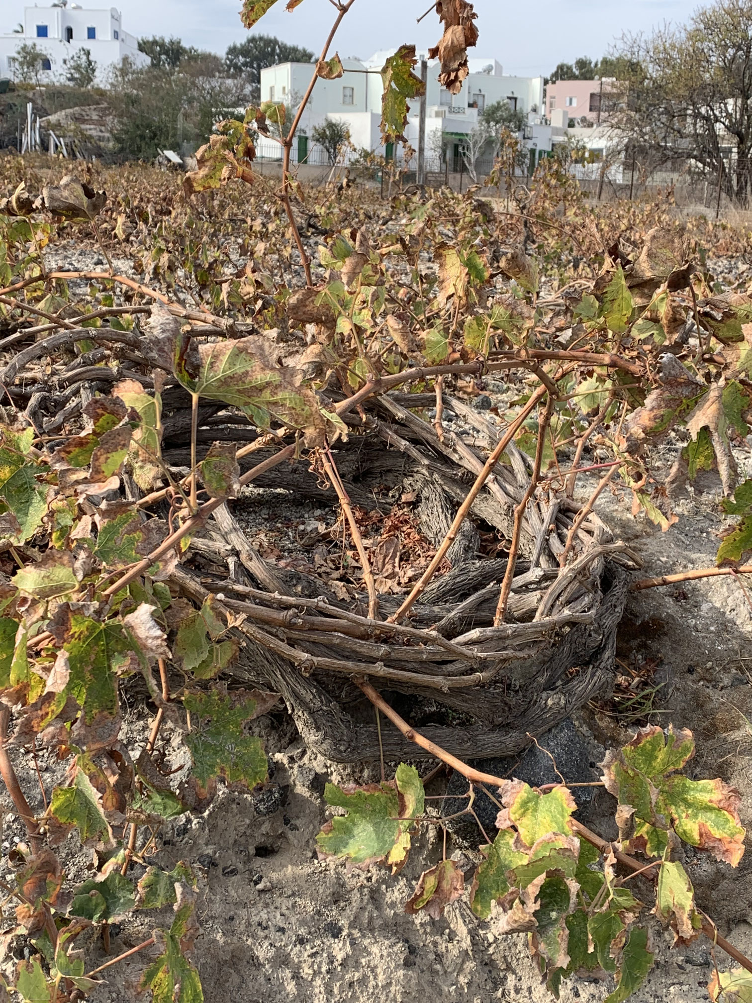 Les vignes en forme de nid de Santorin