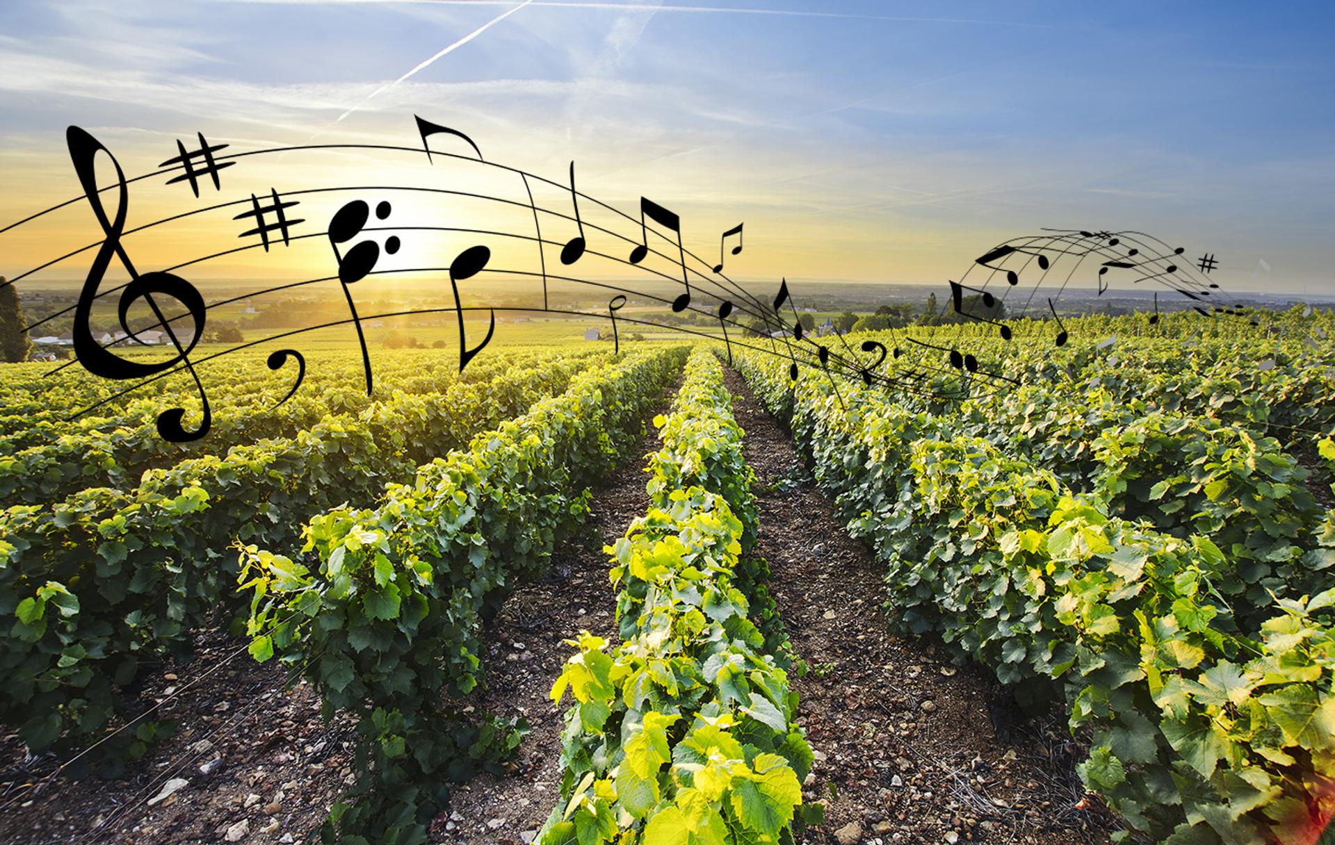 La musique pour cultiver la vigne