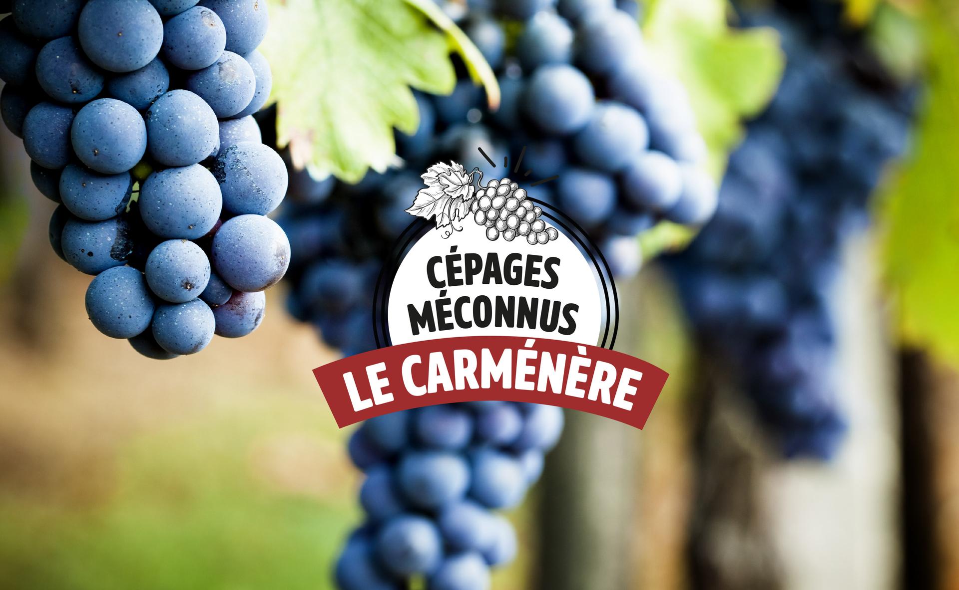Cépages méconnus : la Carménère