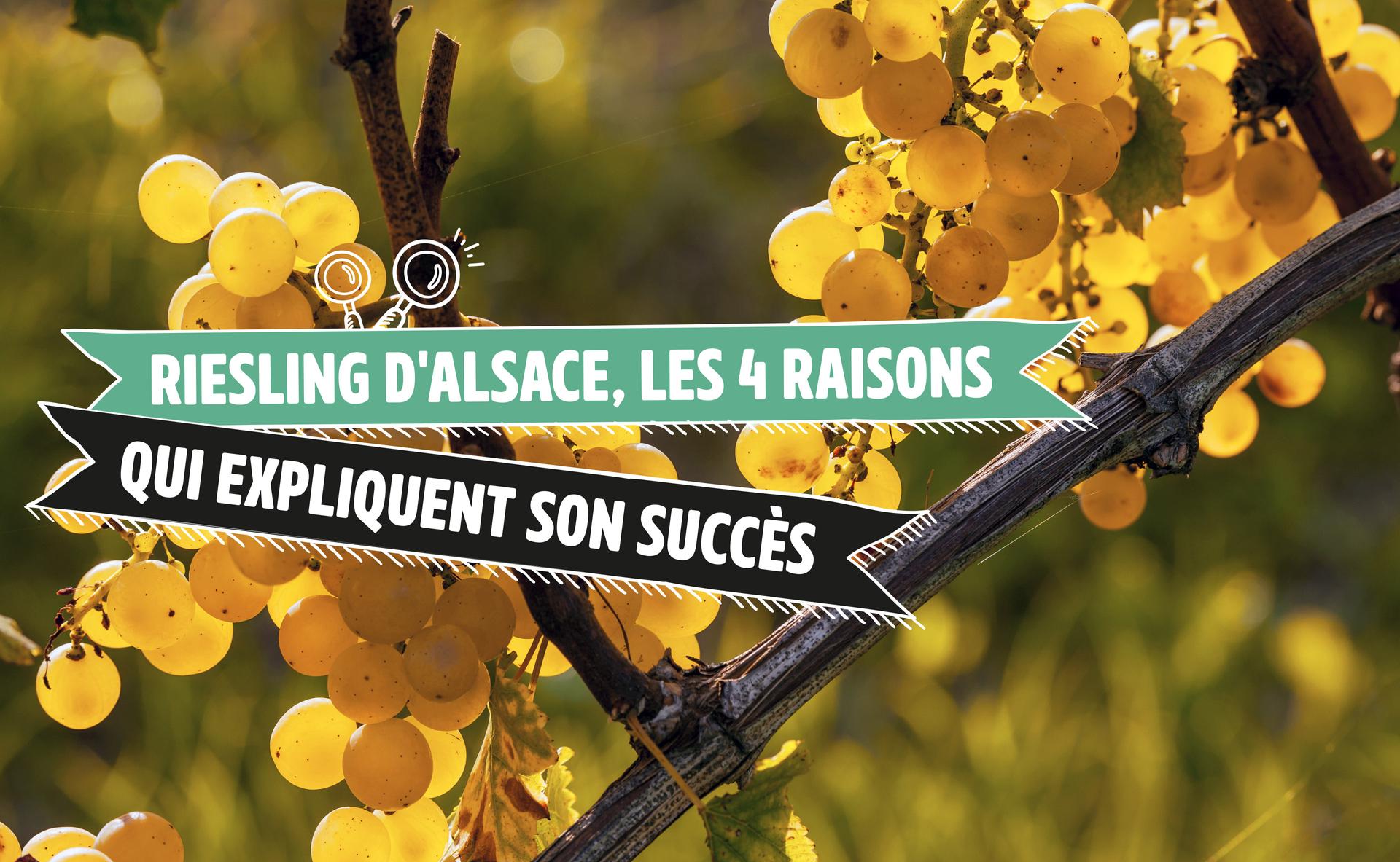 Riesling d'Alsace, les 4 raisons qui expliquent son succès