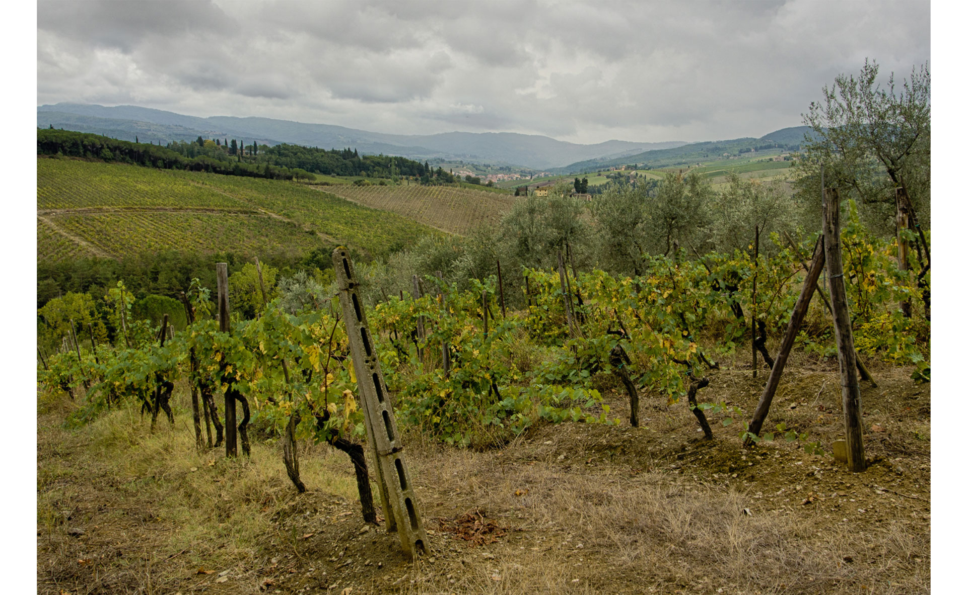 Vignoble italien (Chianti) en difficulté avant même la période de floraison
