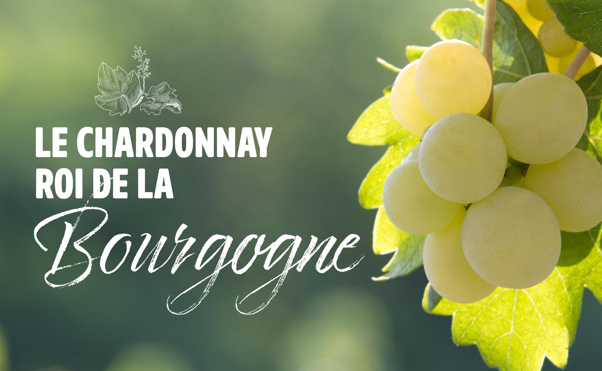 Cépage roi de la Bourgogne : le Chardonnay