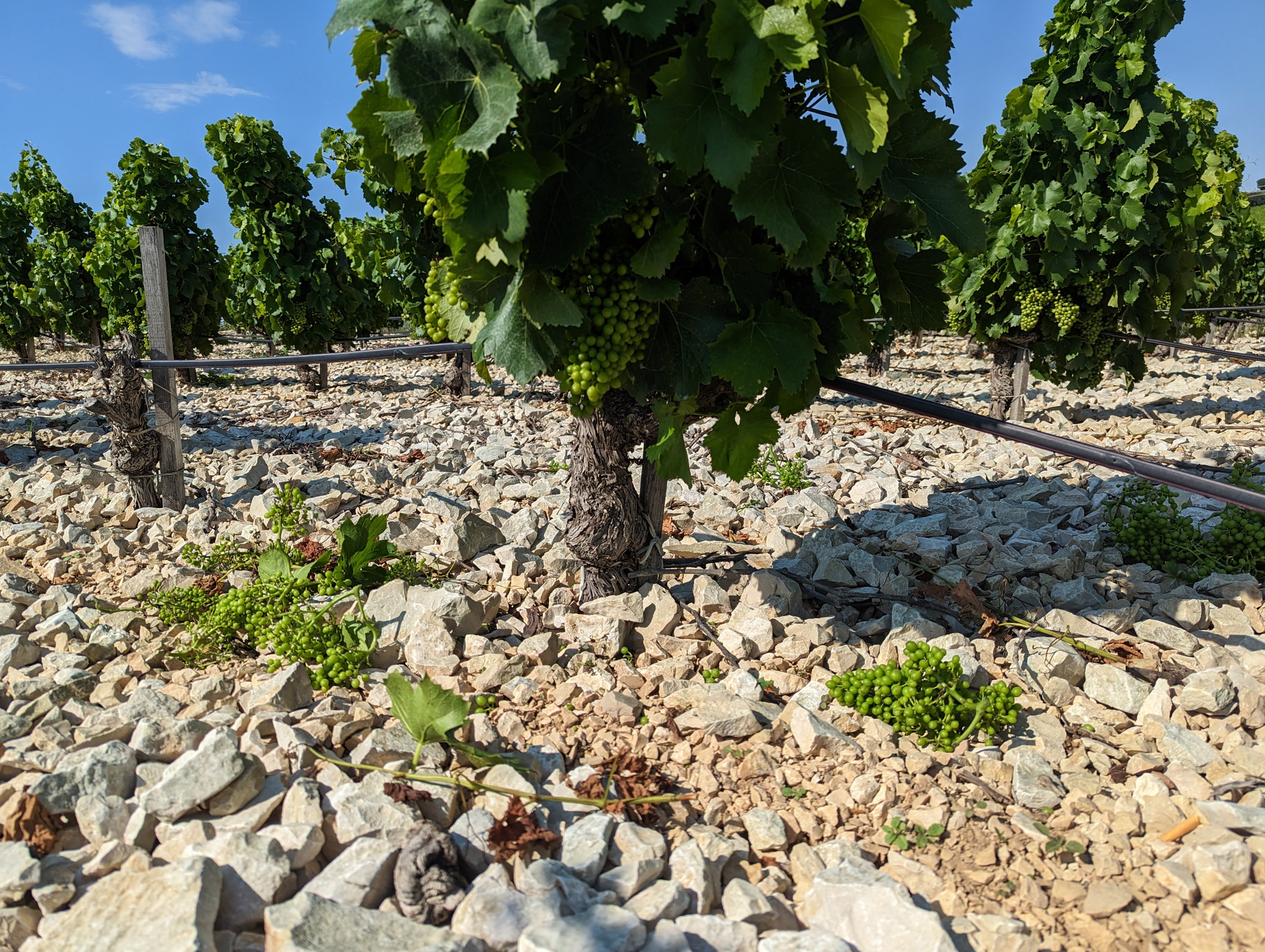 Vendanges en vert sur une jeune vigne de Châteauneuf-du-Pape (mi juin)
