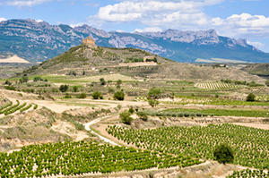 Vignobles de la Rioja en Espagne - toutlevin.com - Le blog