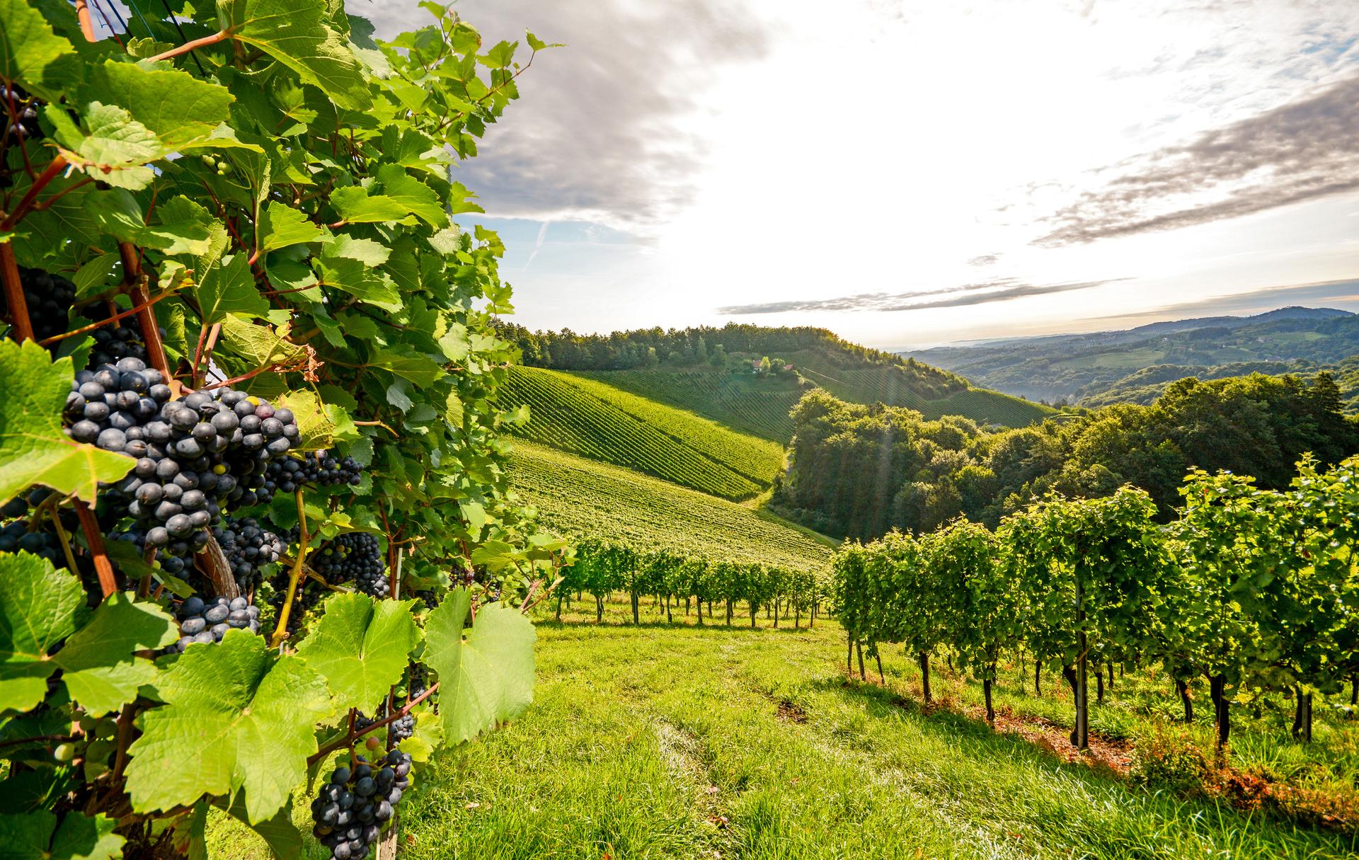 Les plus belles régions viticoles du monde pour vos vacances