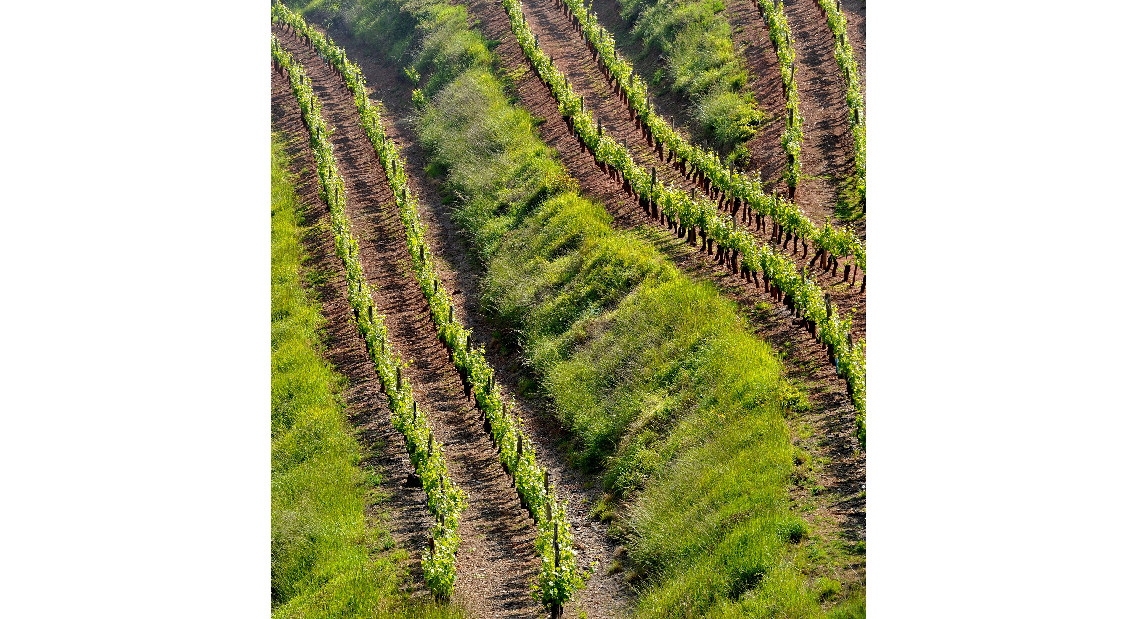 Vignes dans le vallon de Marcillac - <sup>©</sup>P.Thebault - CRT Occitanie