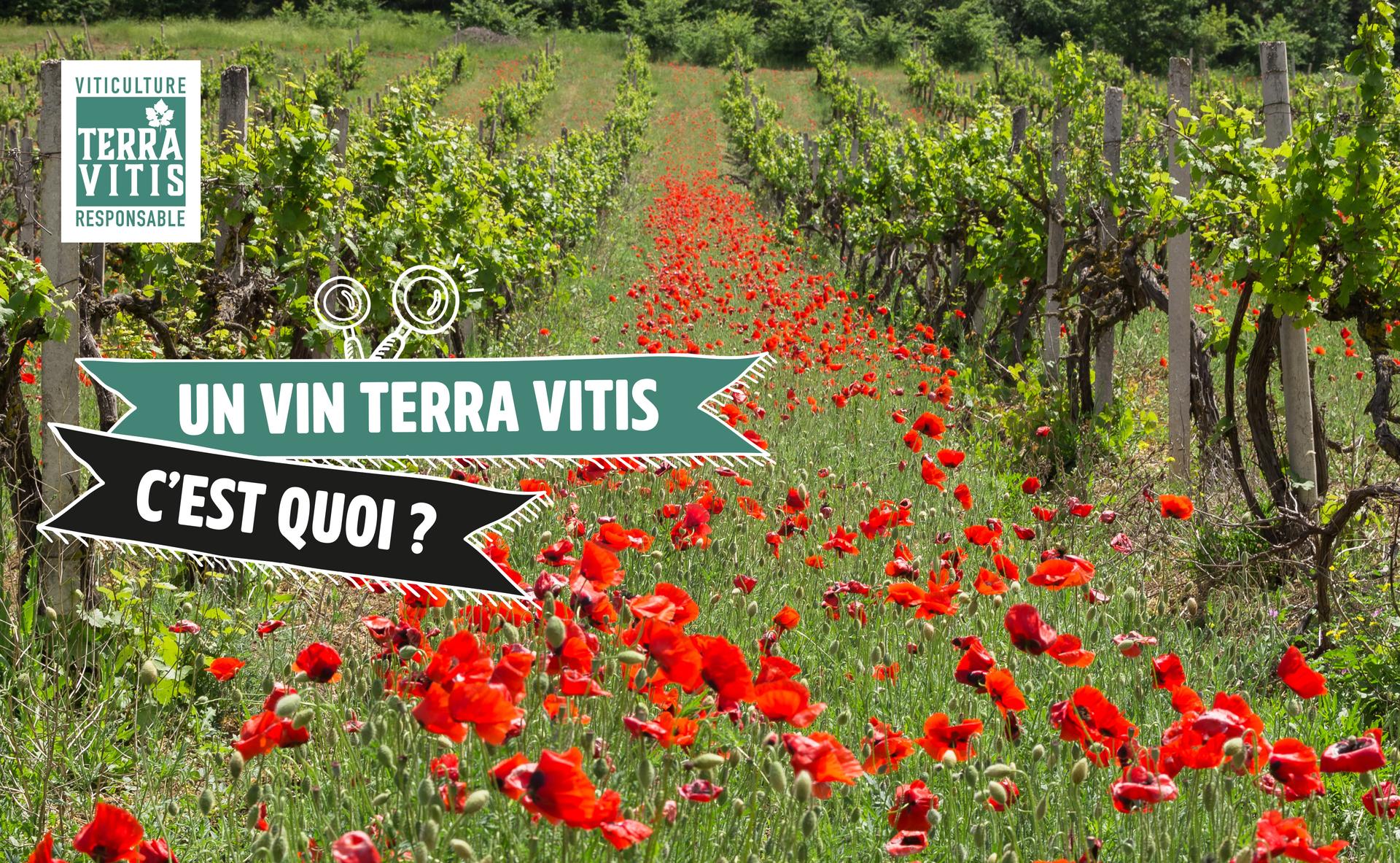 Un vin Terra Vitis, c'est quoi ?